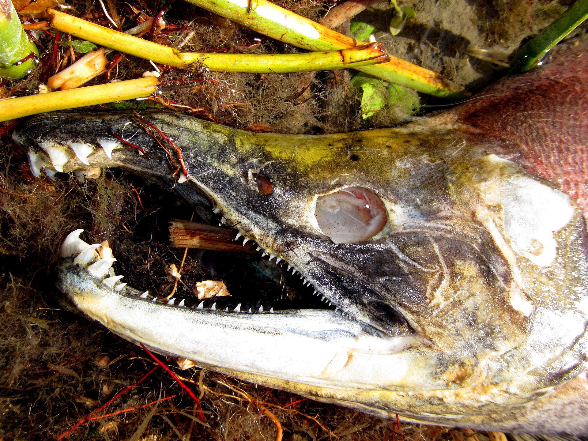Kokanee salmon in bright red spawning colours in a shallow creek